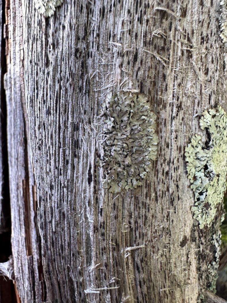 Parmeliopsis hyperopta