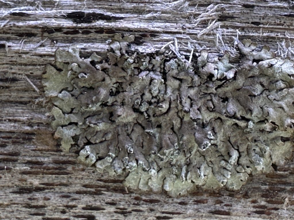 Parmeliopsis hyperopta