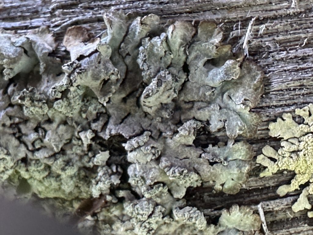 Parmeliopsis hyperopta