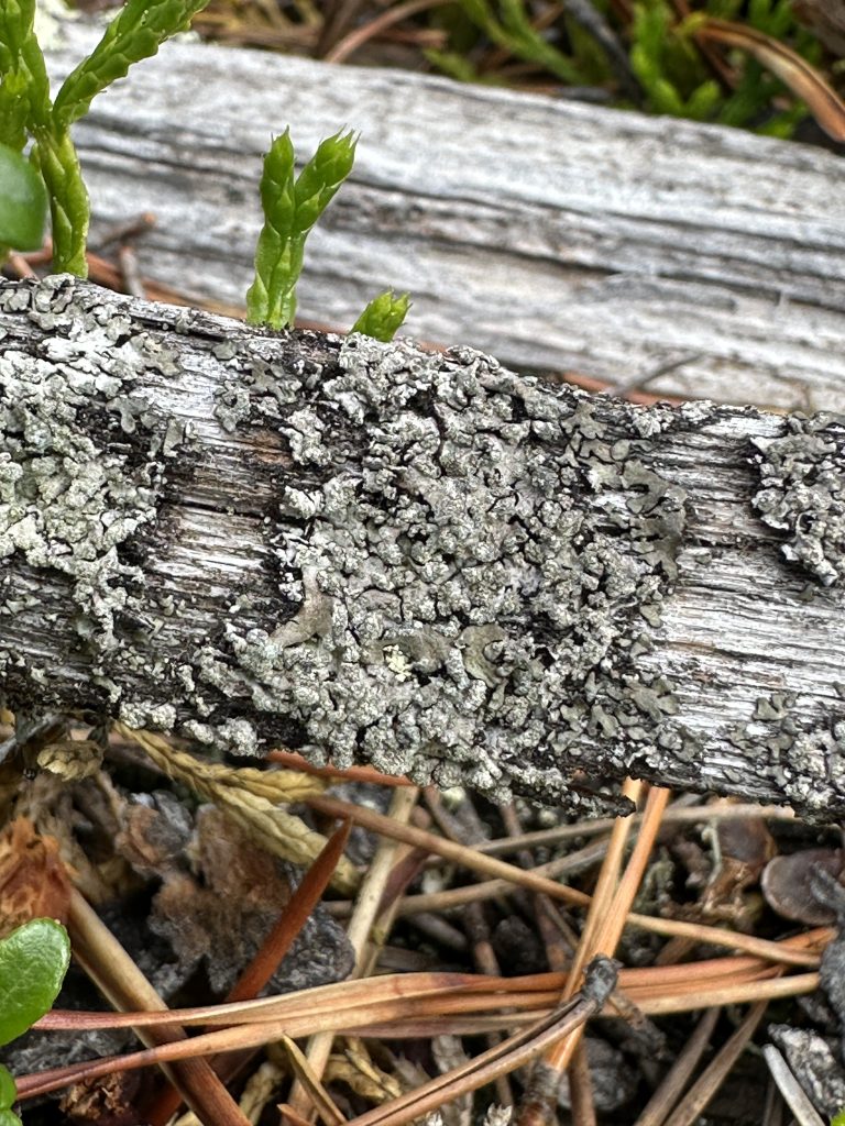 Parmeliopsis hyperopta