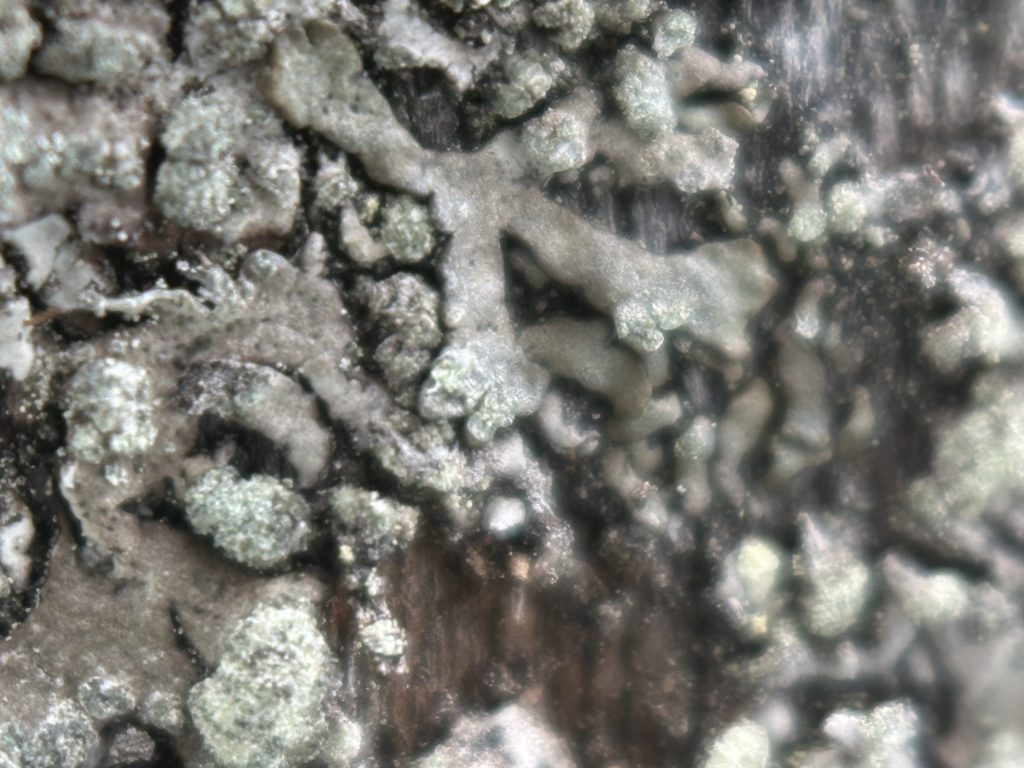 Parmeliopsis hyperopta