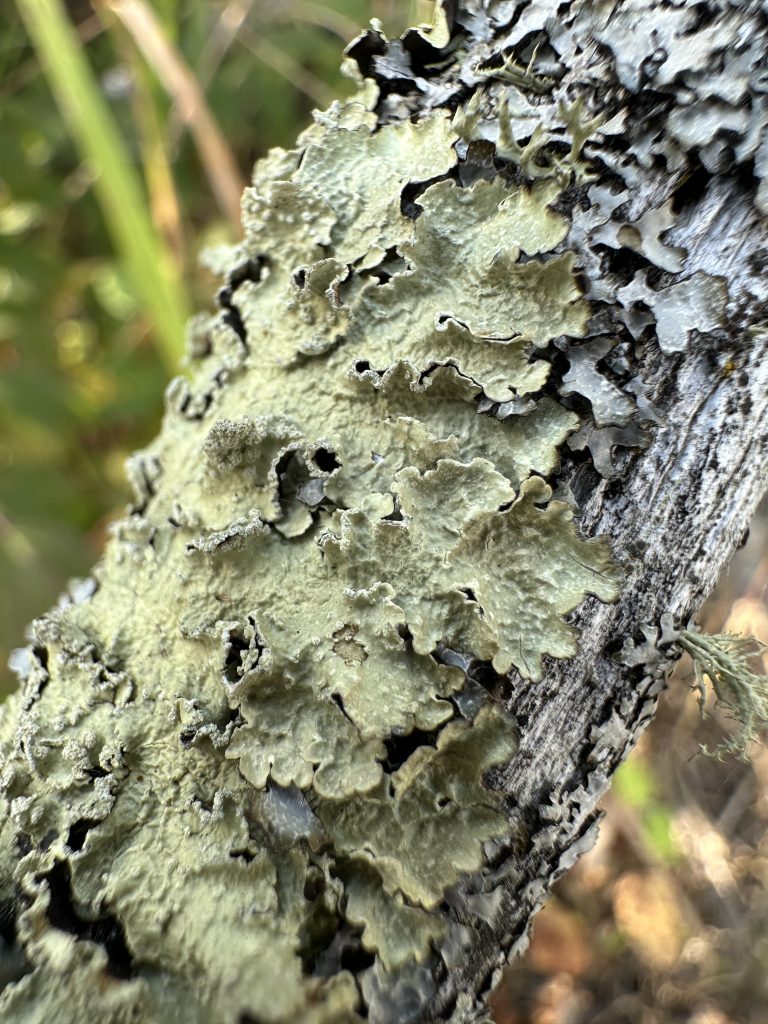 Flavopunctelia flaventior