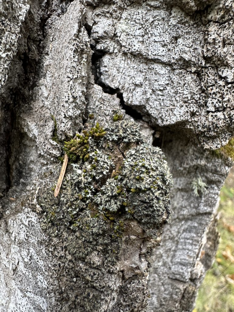 Phaeophyscia kairamoi