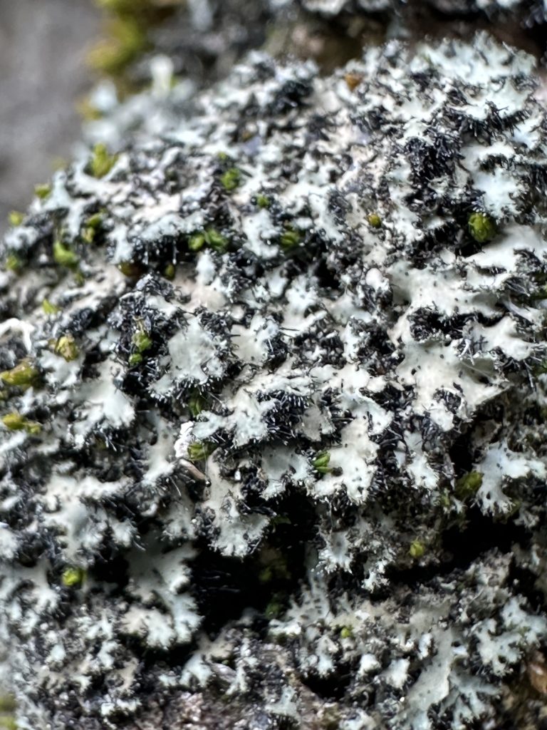 Phaeophyscia kairamoi