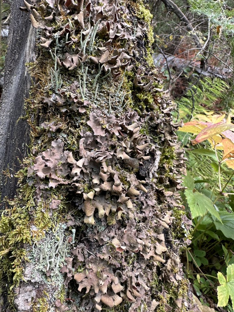 Nephroma resupinatum