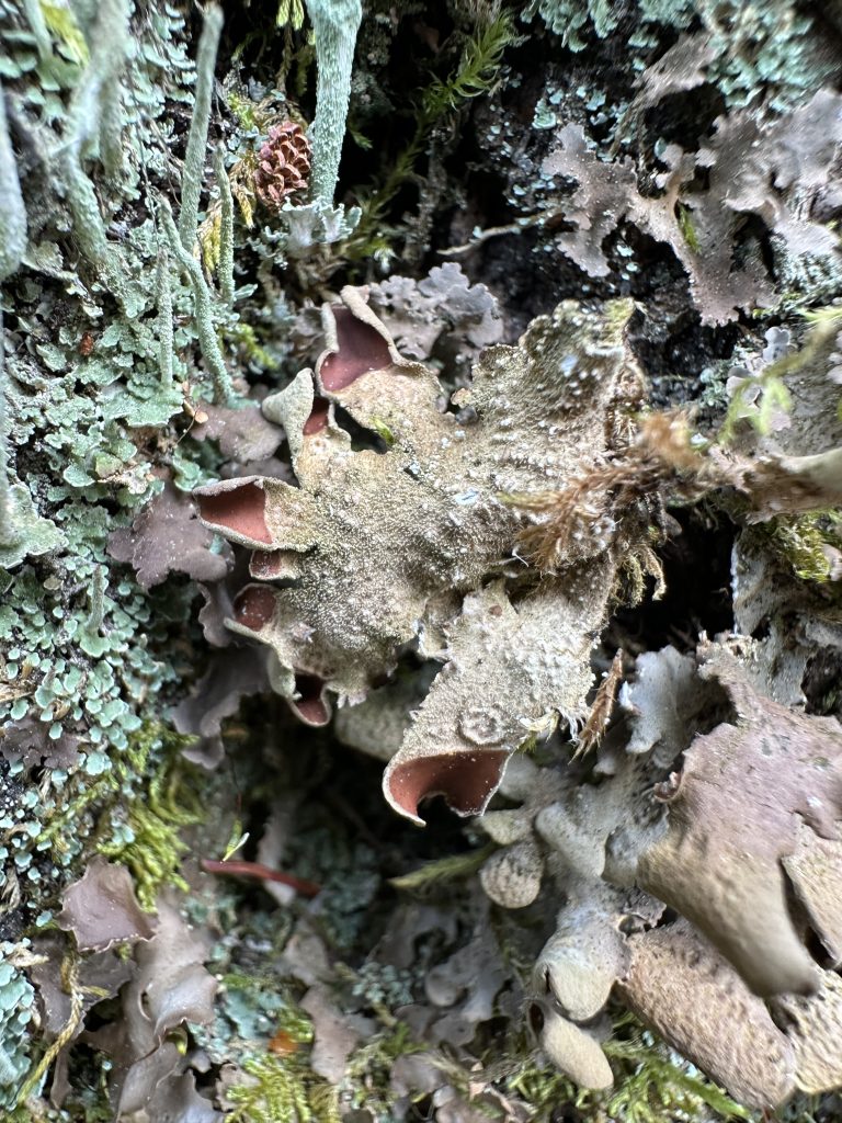 Nephroma resupinatum