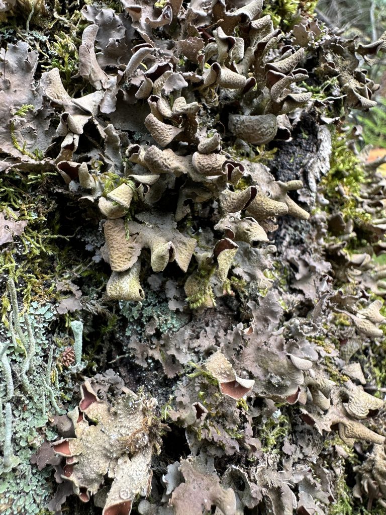 Nephroma resupinatum