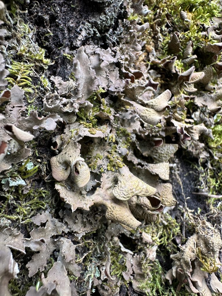 Nephroma resupinatum