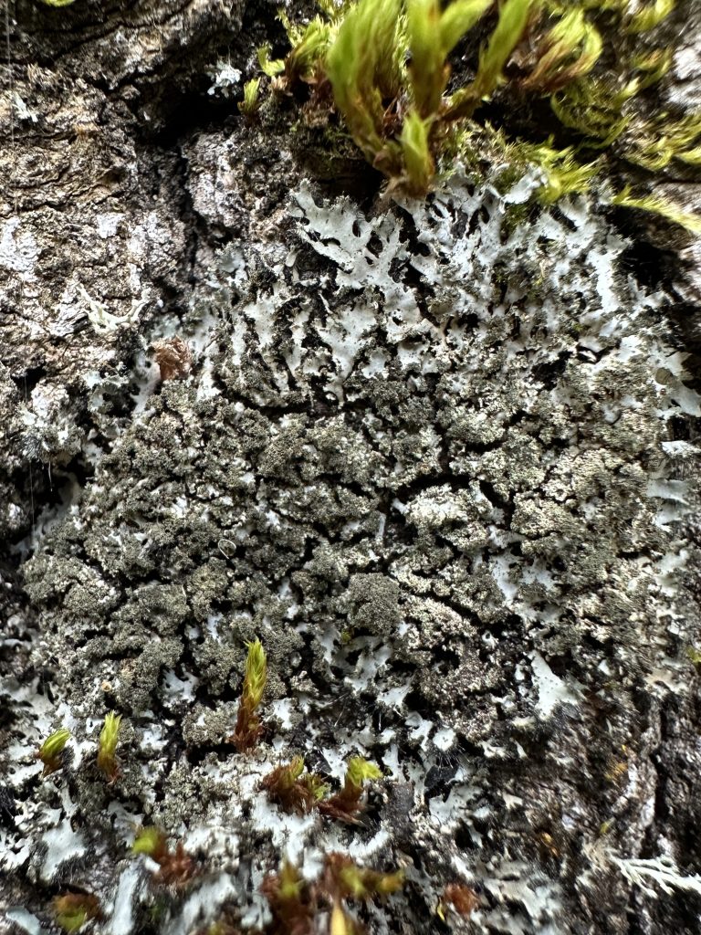 Phaeophyscia kairamoi