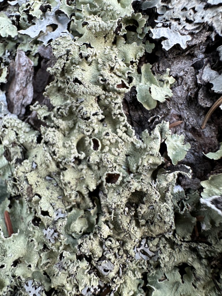 Flavopunctelia flaventior