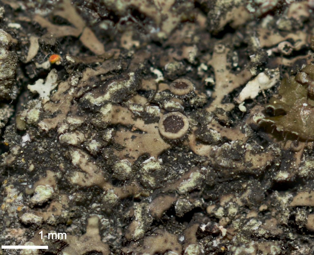 Phaeophyscia orbicularis