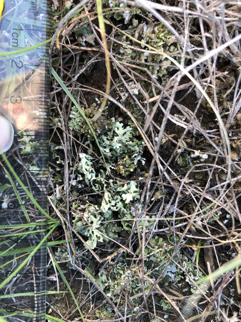 Xanthoparmelia wyomingica