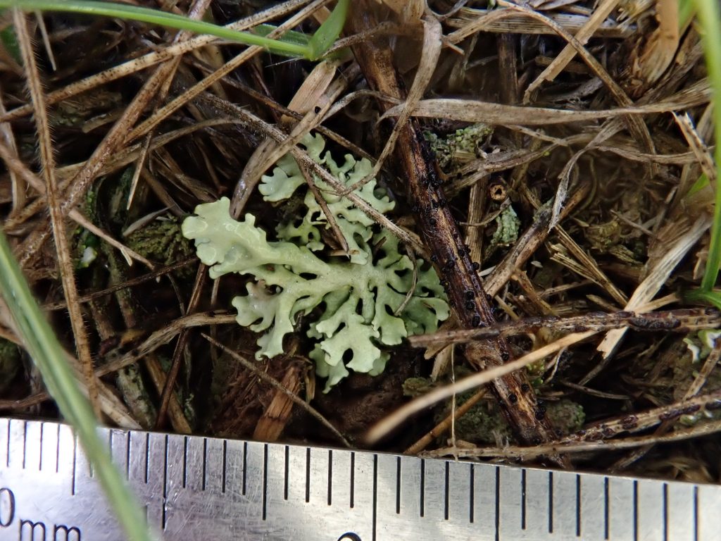 Xanthoparmelia wyomingica