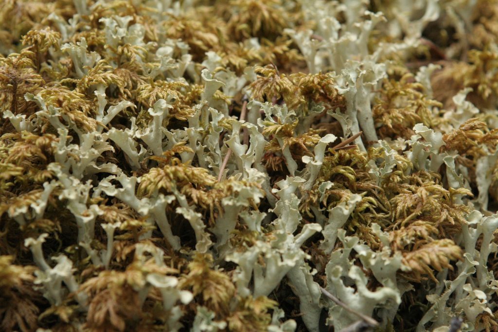 Flavocetraria cucullata