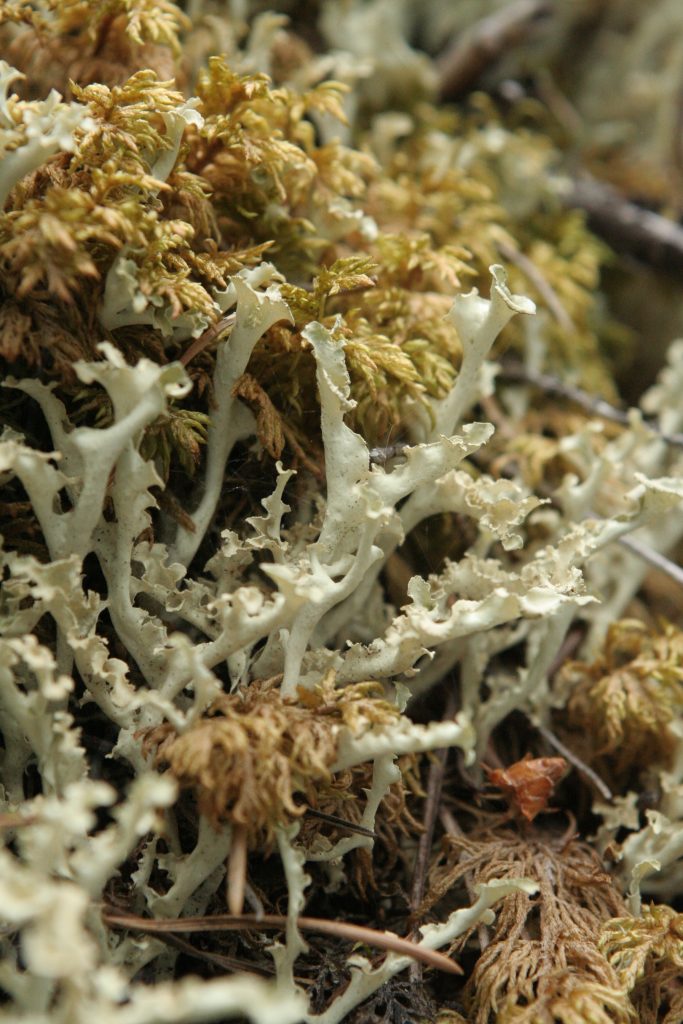 Flavocetraria cucullata