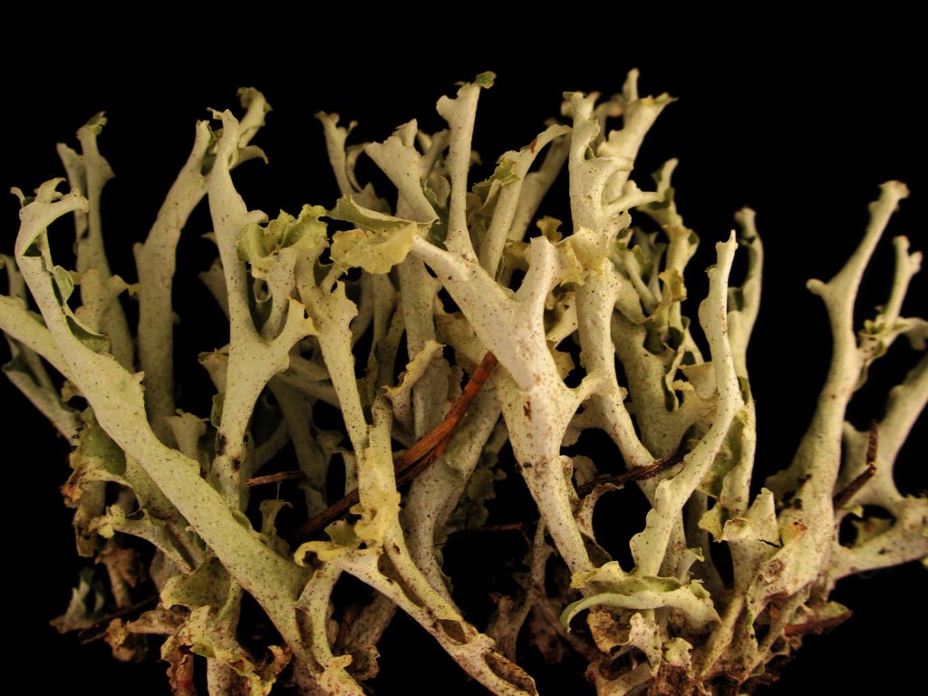 Flavocetraria cucullata