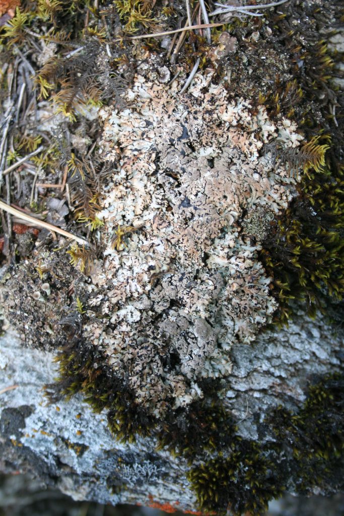 Hypogymnia austerodes grp.
