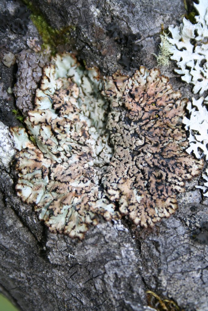 Hypogymnia austerodes grp.