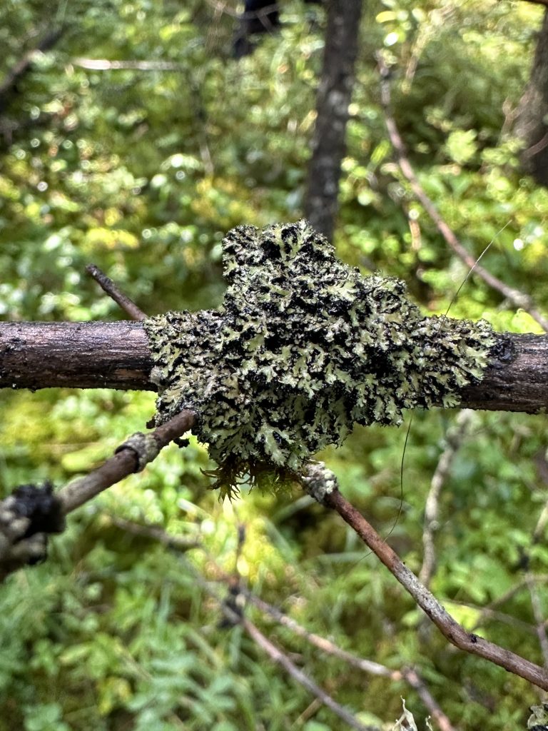 Phaeophyscia kairamoi