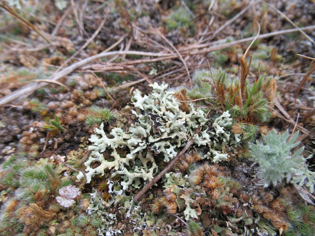 Xanthoparmelia wyomingica