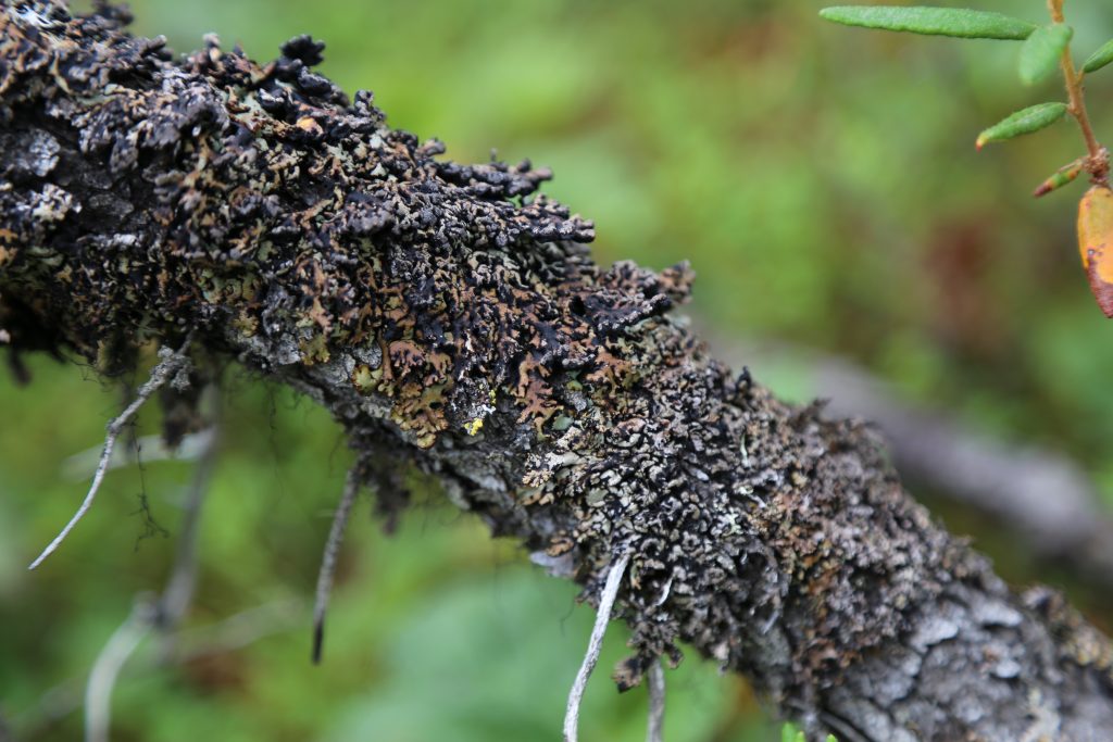 Hypogymnia austerodes grp.