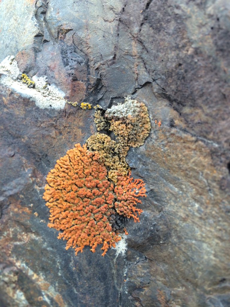 Xanthoria elegans