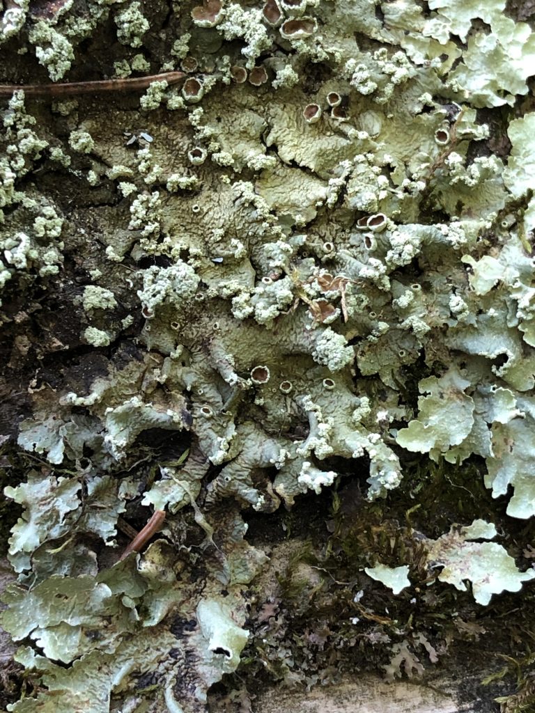 Flavopunctelia flaventior