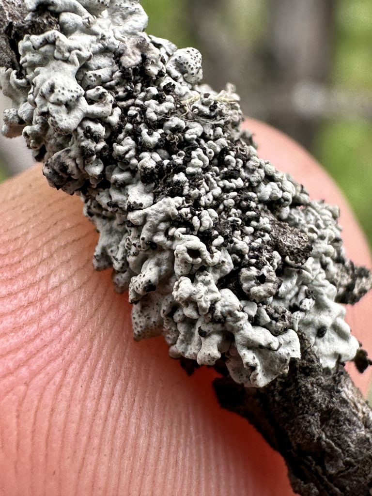 Imshaugia placorodia