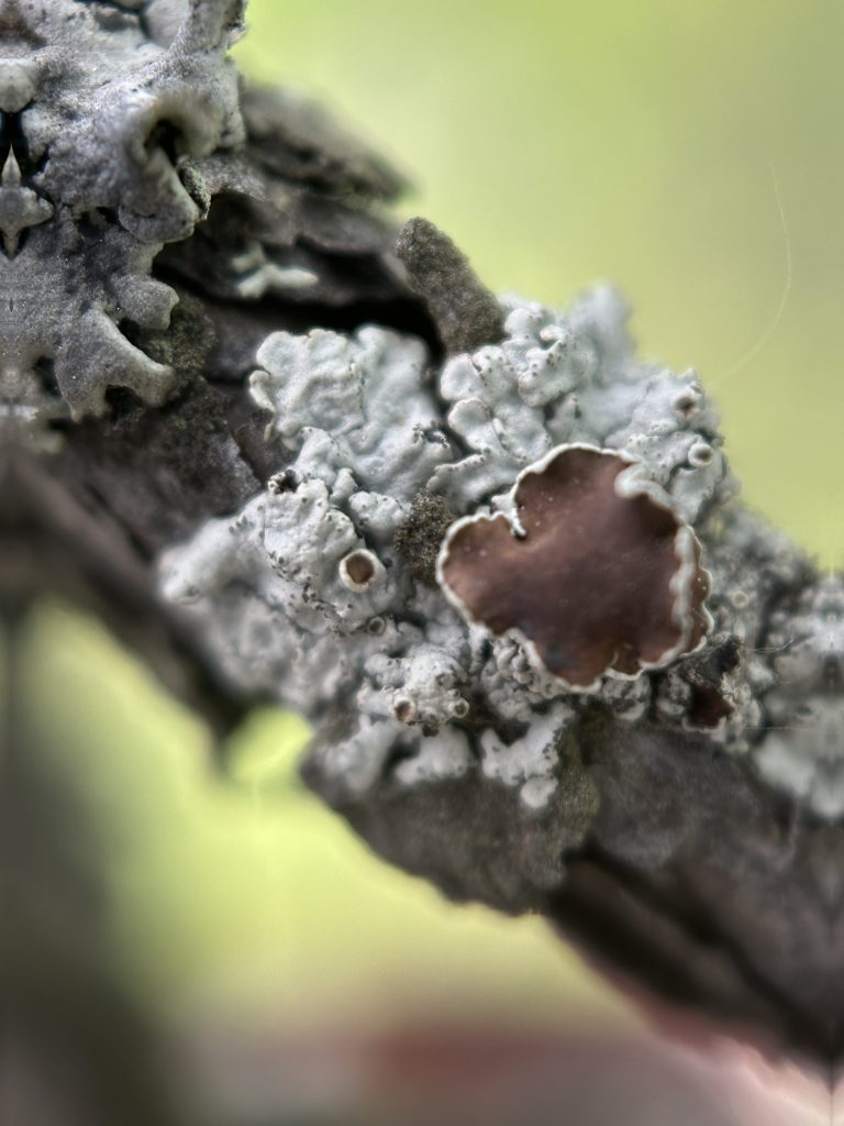 Imshaugia placorodia