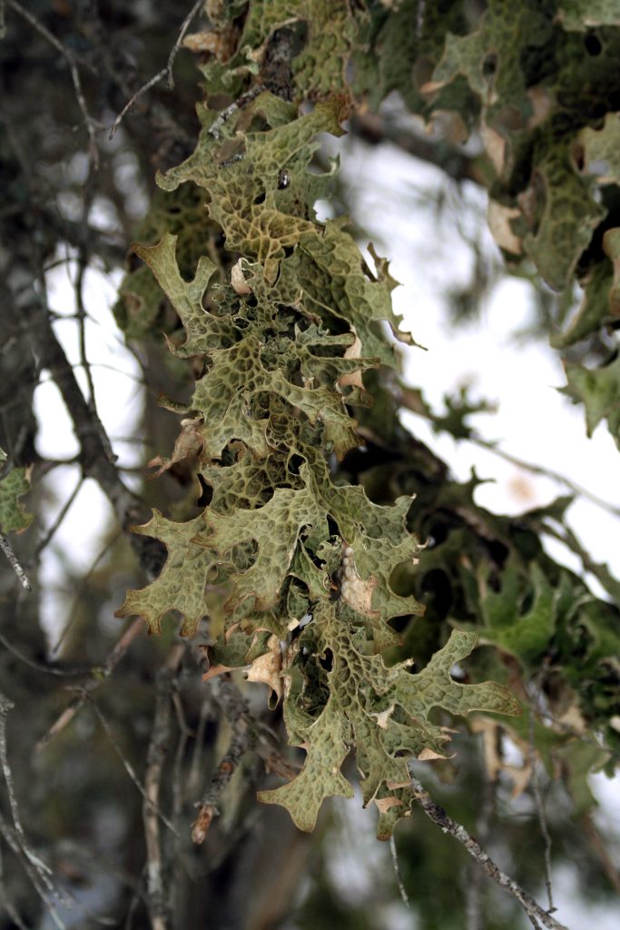 Lobaria pulmonaria