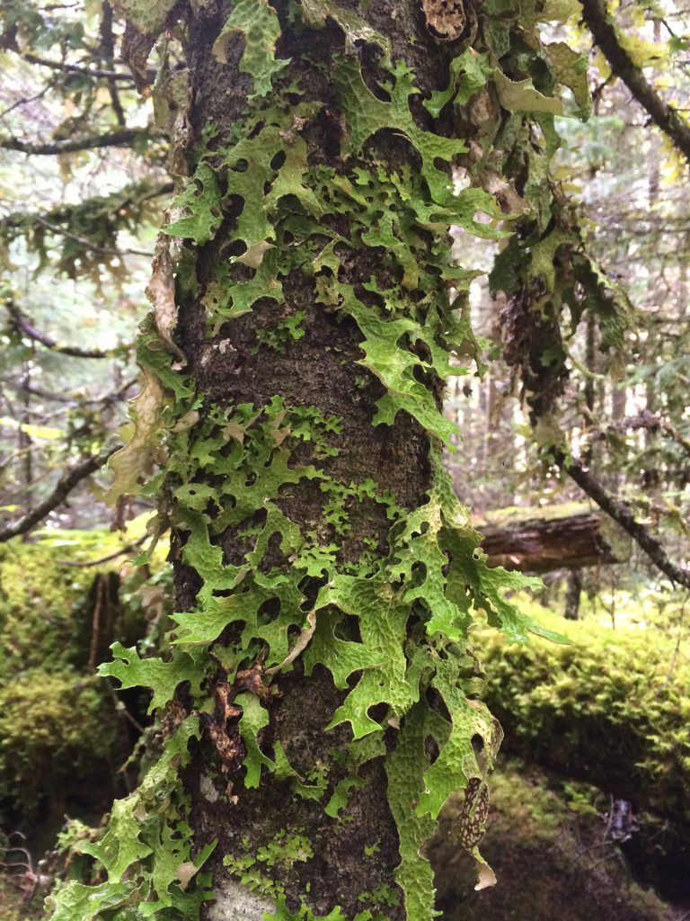 Lobaria pulmonaria