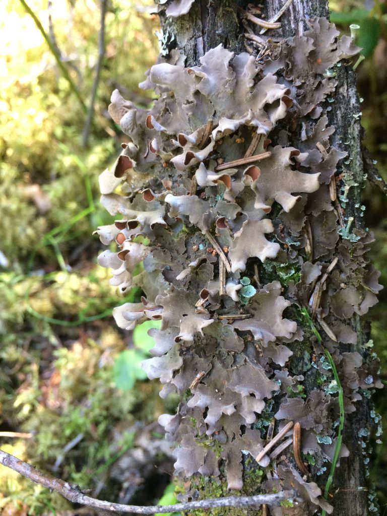 Nephroma resupinatum