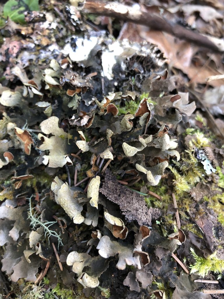 Nephroma resupinatum