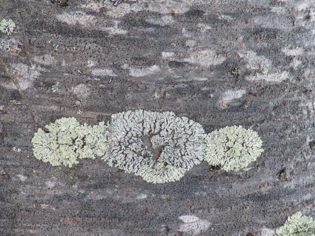 Parmeliopsis ambigua, P. hyperopta