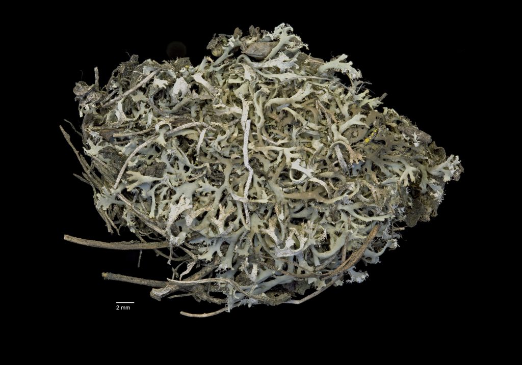 Phaeophyscia constipata