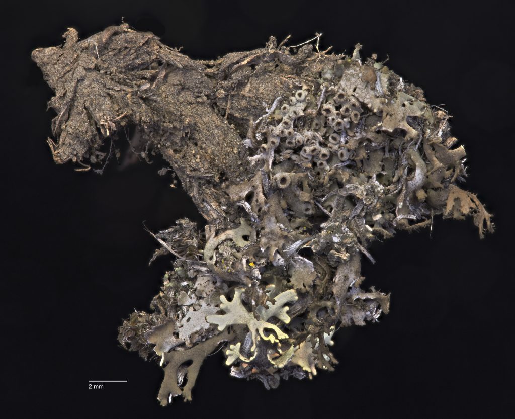 Phaeophyscia constipata