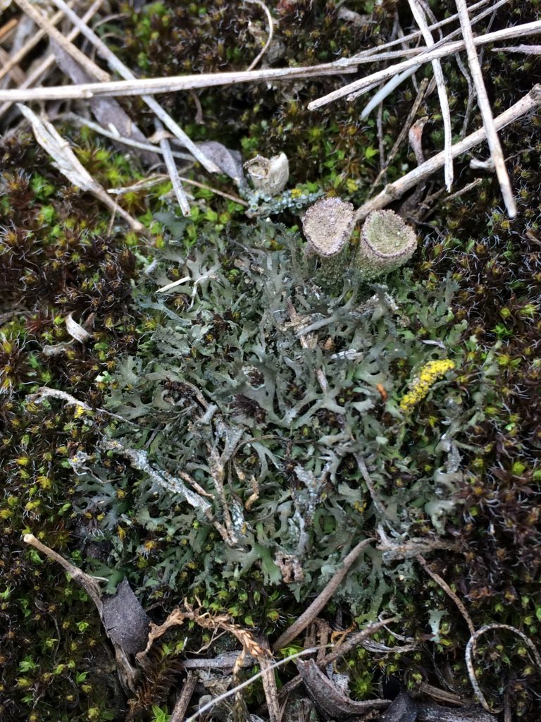 Phaeophyscia constipata