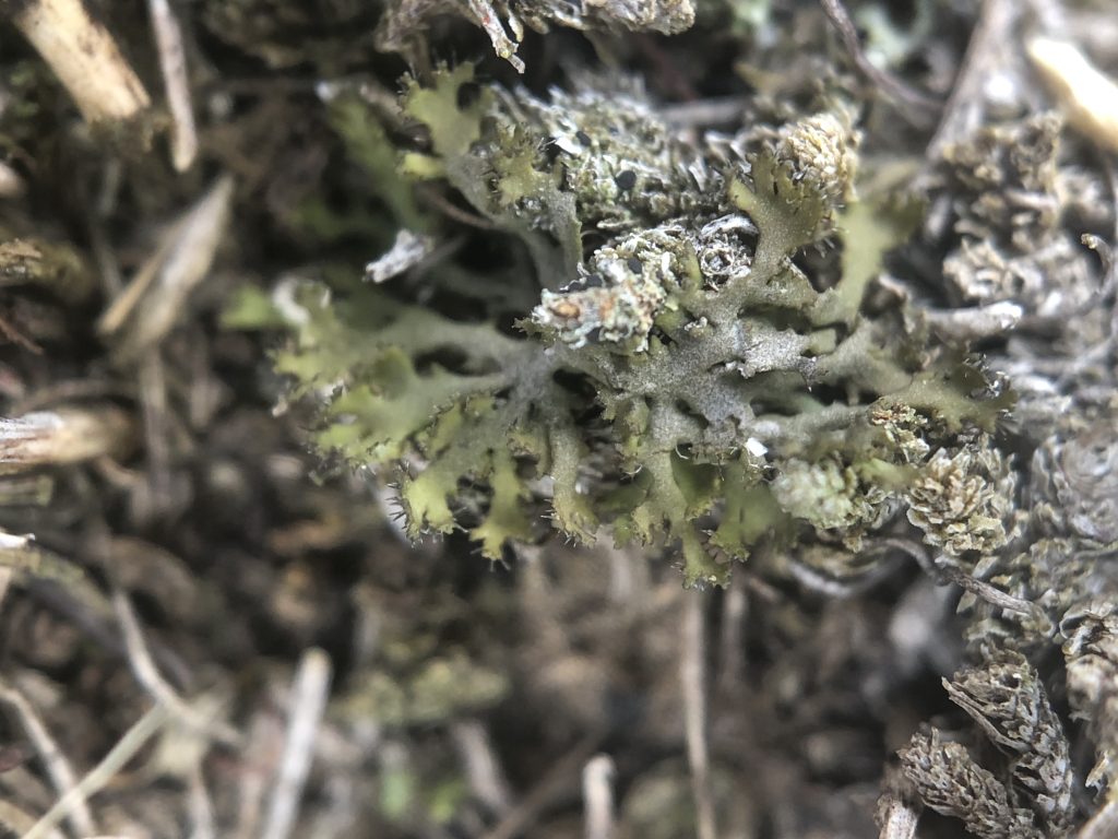 Phaeophyscia constipata