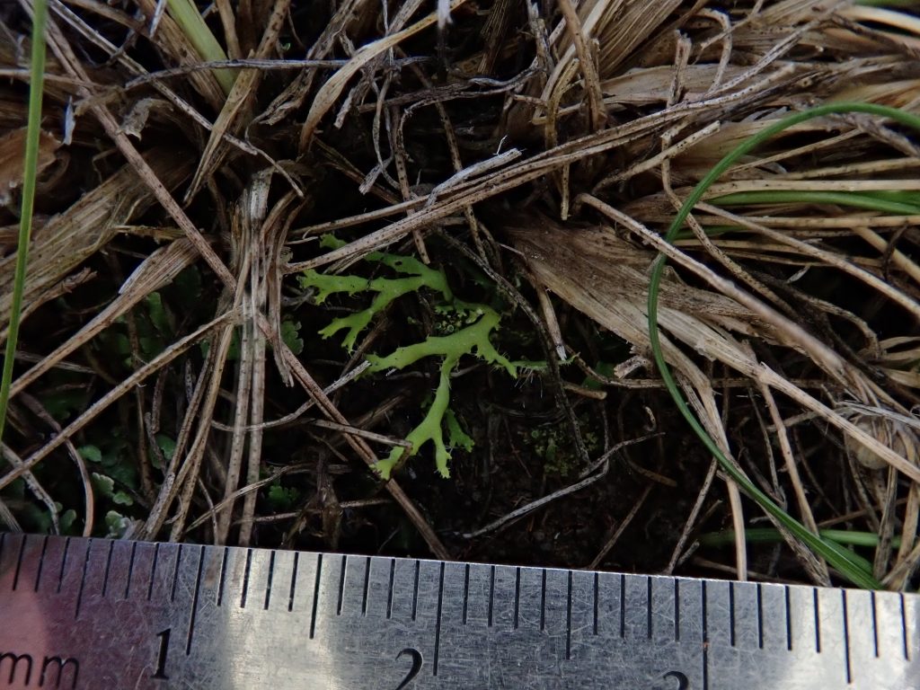 Phaeophyscia constipata