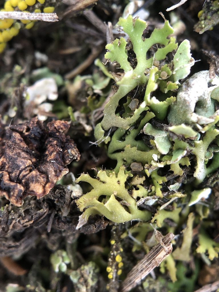 Phaeophyscia constipata