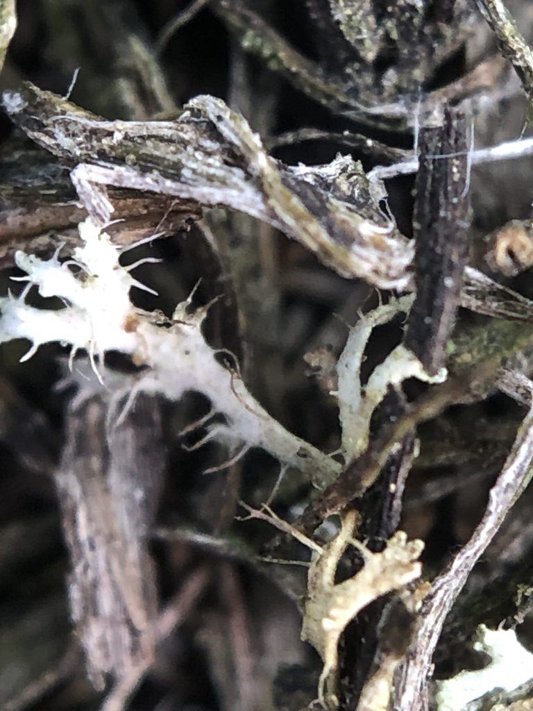 Phaeophyscia constipata