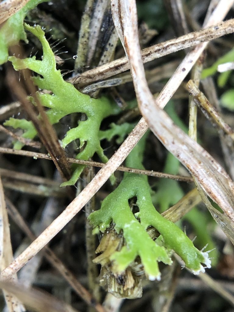Phaeophyscia constipata