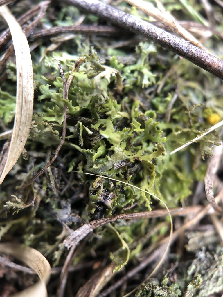 Phaeophyscia constipata