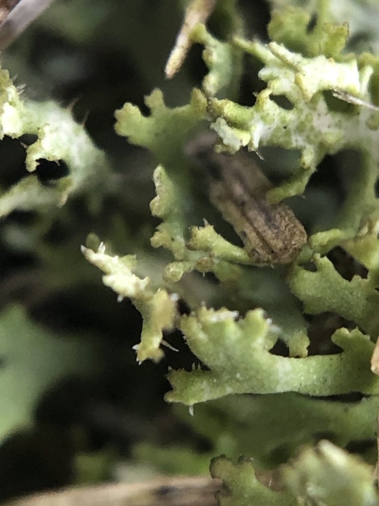 Phaeophyscia constipata