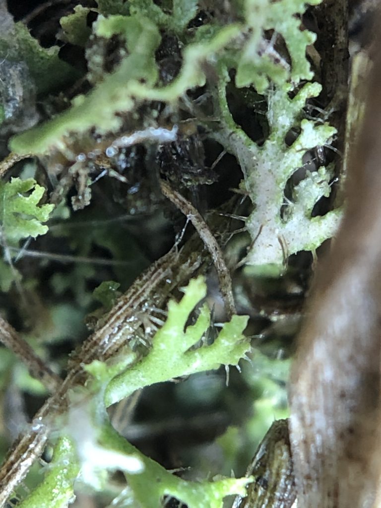 Phaeophyscia constipata