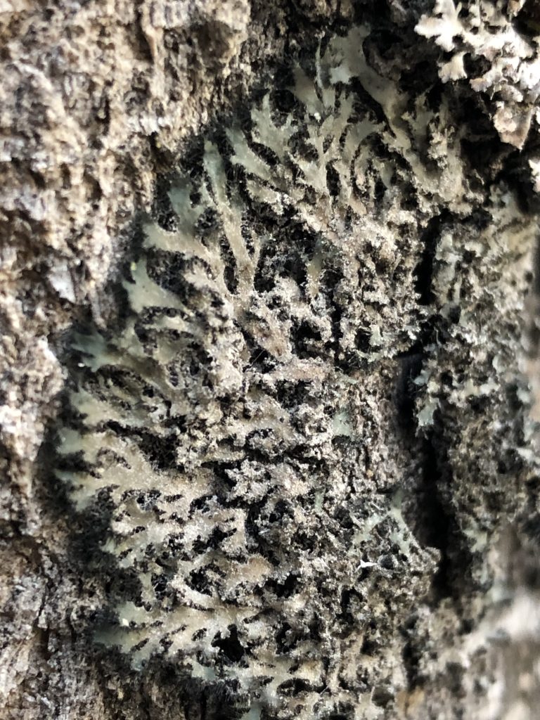 Phaeophyscia kairamoi