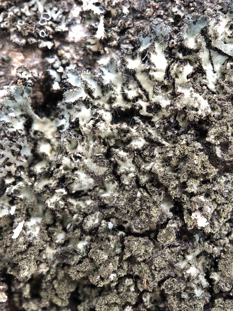 Phaeophyscia kairamoi