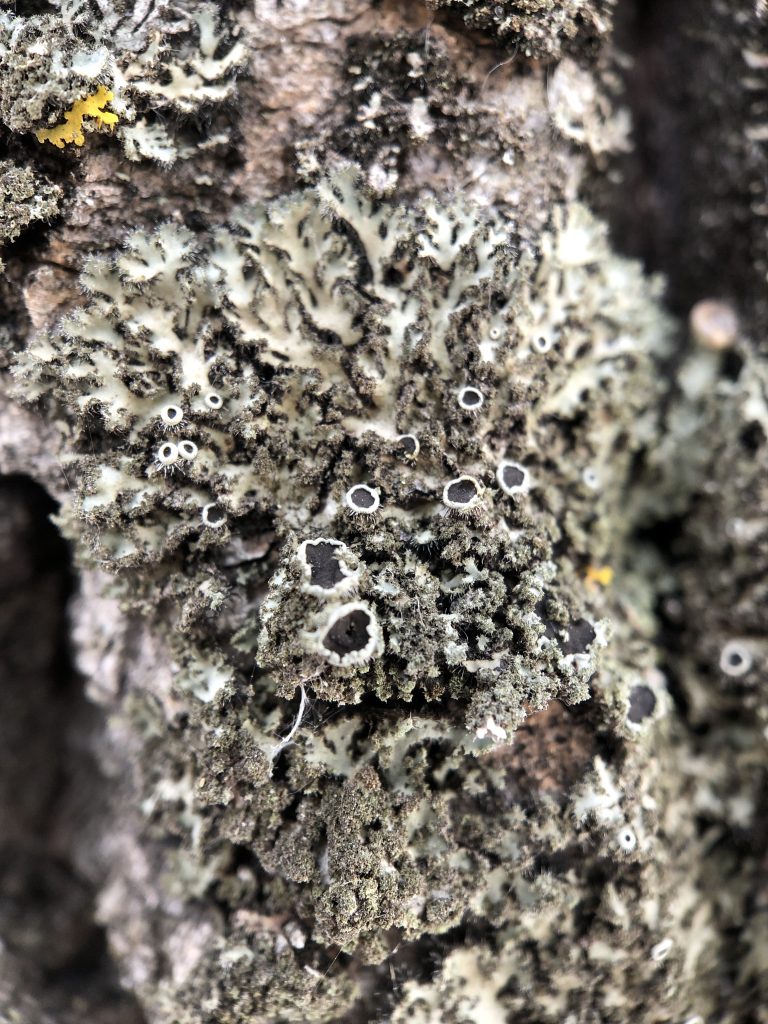 Phaeophyscia kairamoi