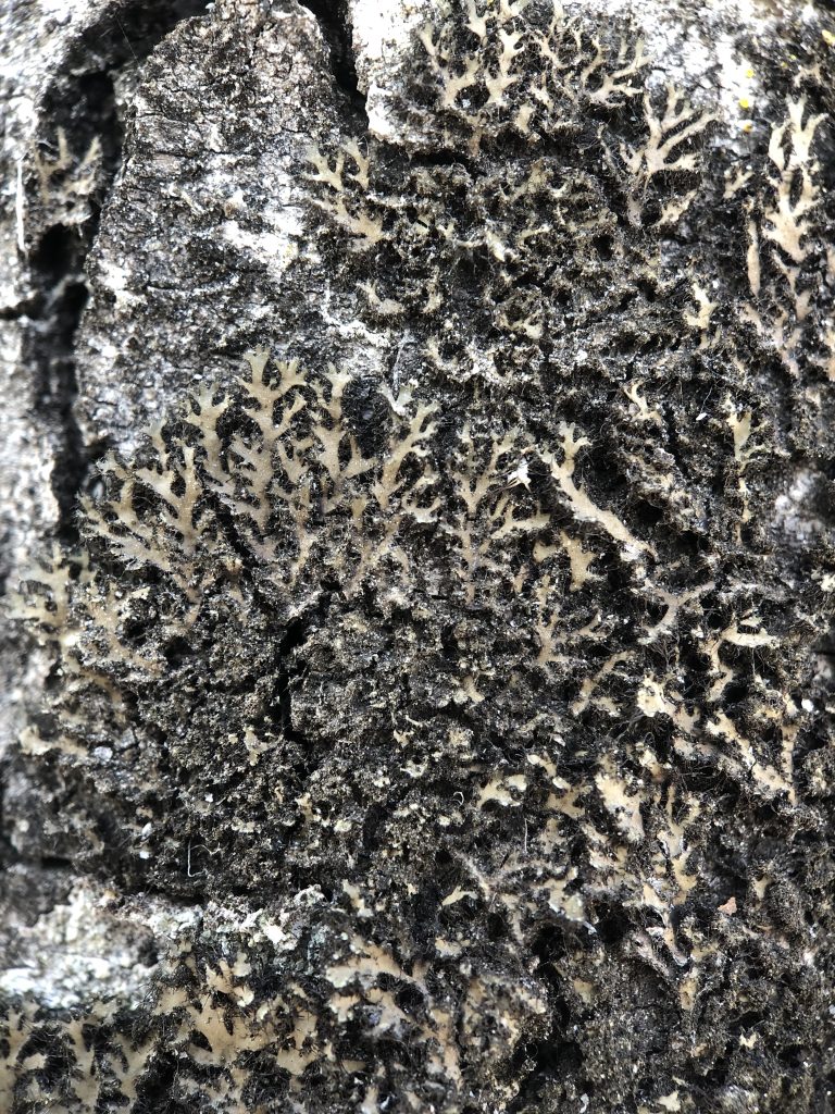 Phaeophyscia kairamoi