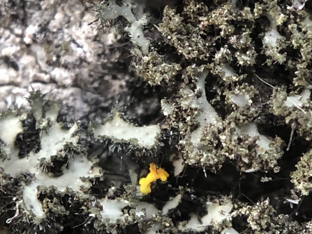 Phaeophyscia kairamoi